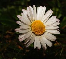 daisy close up