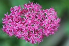 purple sedum flower