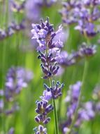 violet lavender flowers