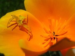 spider on orange flower