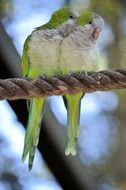 lovebird parrots on a rope