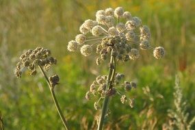 meadow of angelica flowers in summer