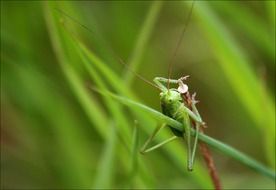 grasshopper on a blade of grass