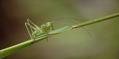 macro photography of the grasshopper on a blade of grass