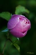 purple rosebud