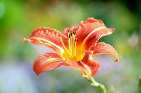 beautiful lily flower on a blurry background