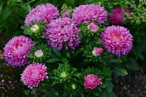 pink flower garden