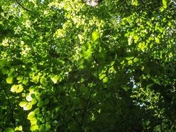 Tree with the green leaves