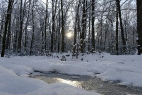 snowy forest in early spring