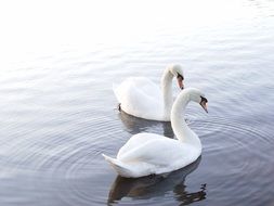 two swans in the city pond in the park