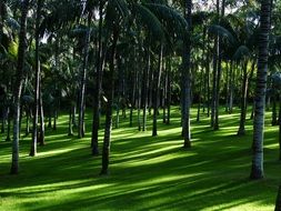 Palm forest in the sunlight