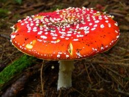 Fly agaric