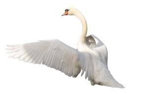 white swan on the white background