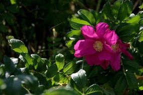 summer flower on a green flowerbed