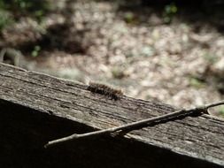caterpillar on a wooden surface close up