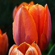 orange tulip close up