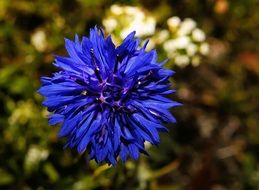 indigo cornflower