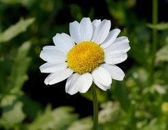 white daisy closeup