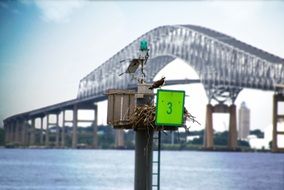 bird's nest on the background of the bridge to Maryland