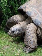 walking giant tortoise