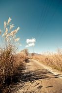 tall grass along a rural road