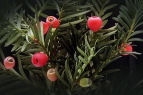 Closeup picture of taxus is a genus of plants of the Tisov family