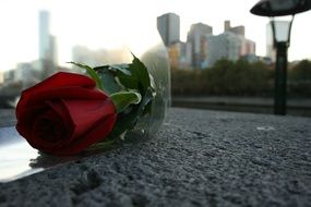 Close-up of the beautiful, red, lonely rose on the waterfront with buildings on background