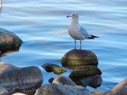 seagull on the coastal stones