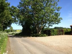 The road near the deciduous tree