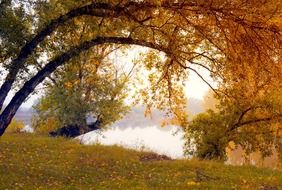 wonderful autumn trees