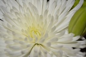 white chrysanthemum