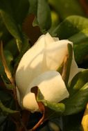 white magnolia flower bud close up