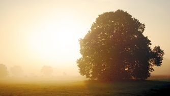 Beautiful green trees and fields in fog in sunrise in autumn