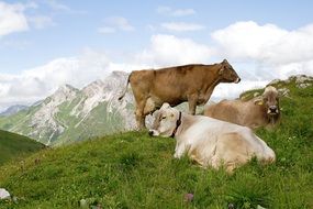 cows on green grass in the mountains