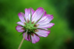 purple flower bottom view