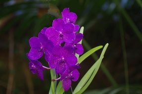 Beautiful violet orchid flowers