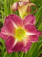 daylily purple stamen flower