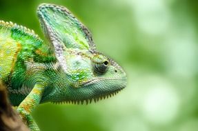 green chameleon close up