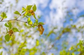 birch buds on a tree