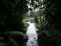 landscape of park with a stream in england
