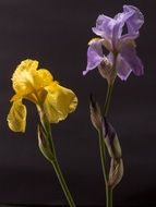closeup photo of wonderful iris flowers