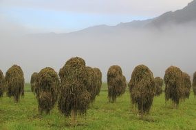 hay fog in straw meadow