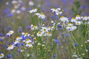 flower meadow with daisies and cornflowers