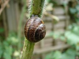 snail on the plant stem