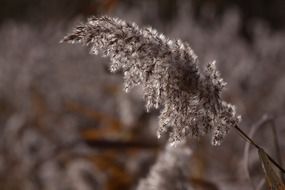 fluffy reed phragmites grass