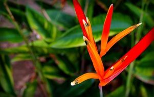 heliconia psittacorum is a caribbean plant