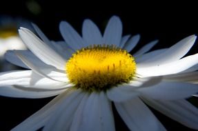 white daisy close up