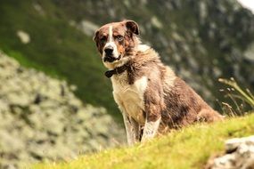 domestic dog in mountains