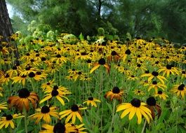 glade blossoming echinacea in the garden