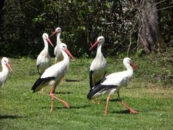 flock of storks on the green grass